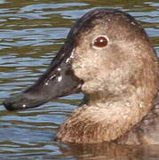 Common Pochard