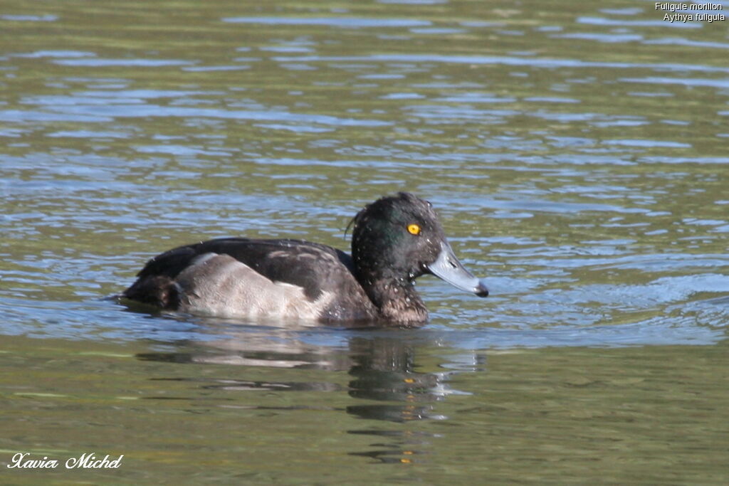 Tufted Duck