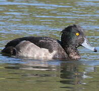 Tufted Duck