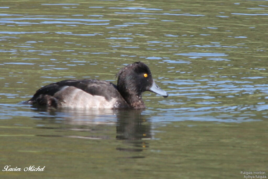 Fuligule morillon