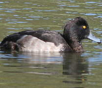 Tufted Duck