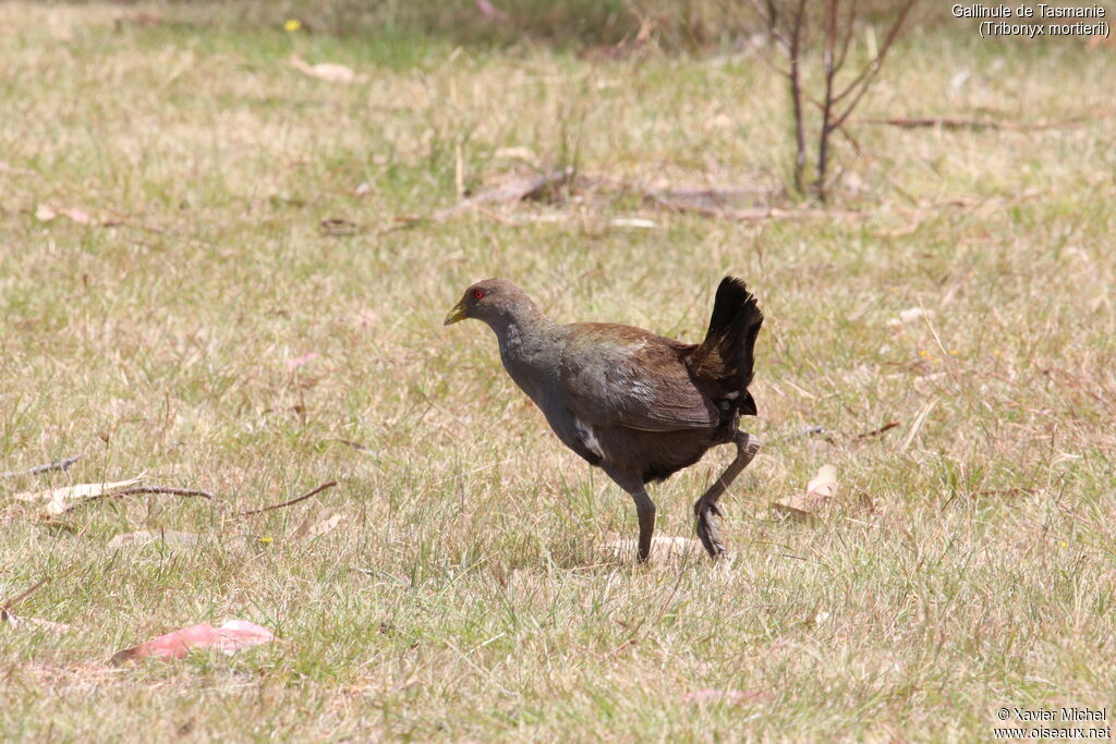 Gallinule de Tasmanieadulte, identification