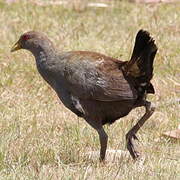 Tasmanian Nativehen