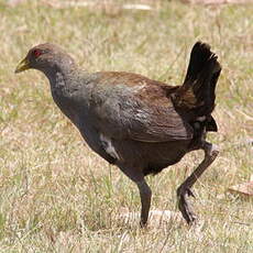 Gallinule de Tasmanie