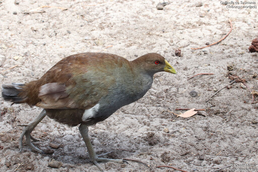 Gallinule de Tasmanieadulte