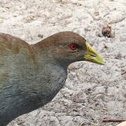 Tasmanian Nativehen