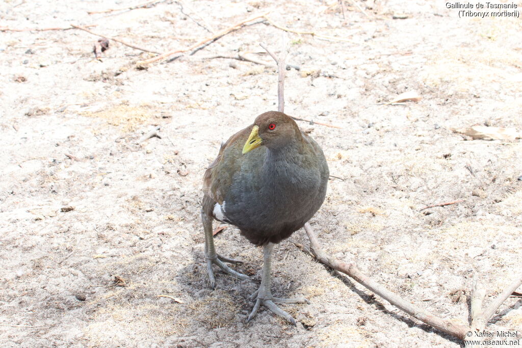 Gallinule de Tasmanieadulte