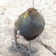 Tasmanian Nativehen