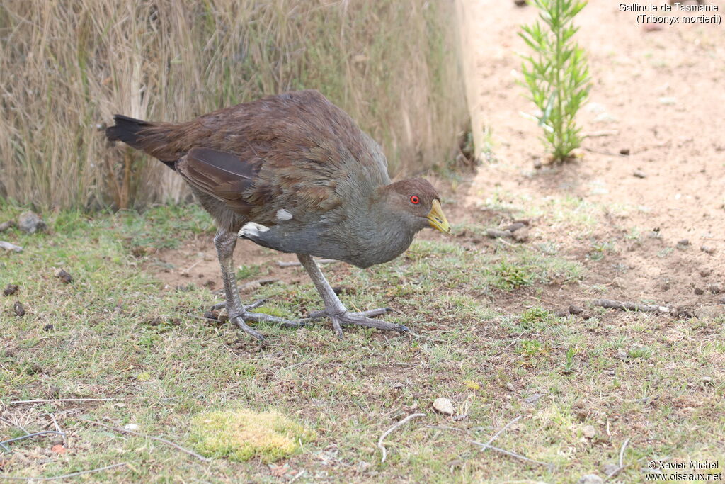 Gallinule de Tasmanieadulte, identification