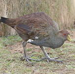 Gallinule de Tasmanie