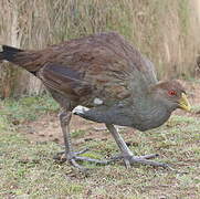 Tasmanian Nativehen