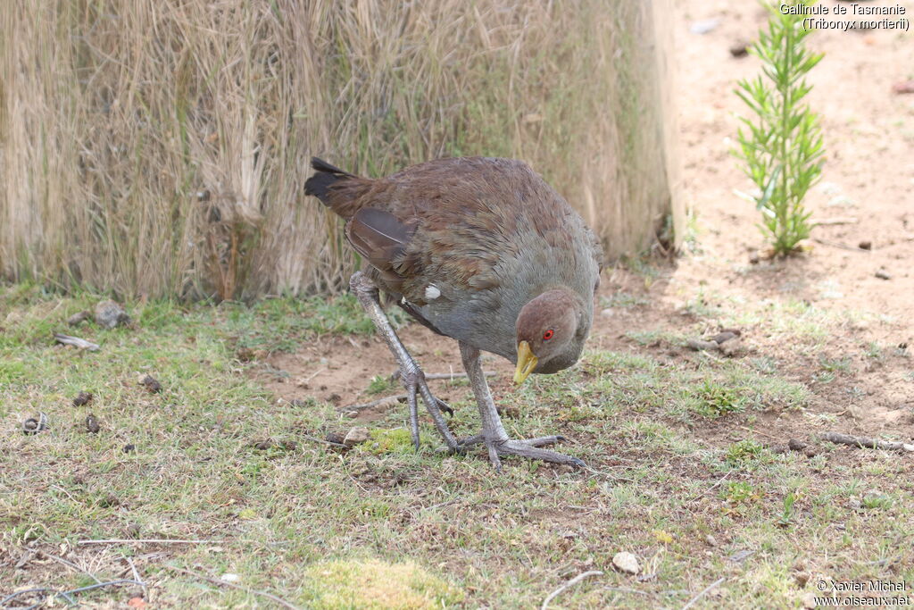 Gallinule de Tasmanieadulte