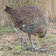 Gallinule de Tasmanie