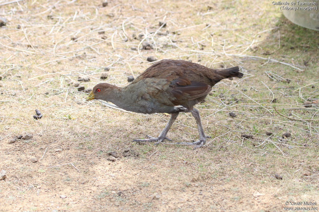 Tasmanian Nativehenadult