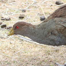 Gallinule de Tasmanie