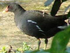 Gallinule poule-d'eau