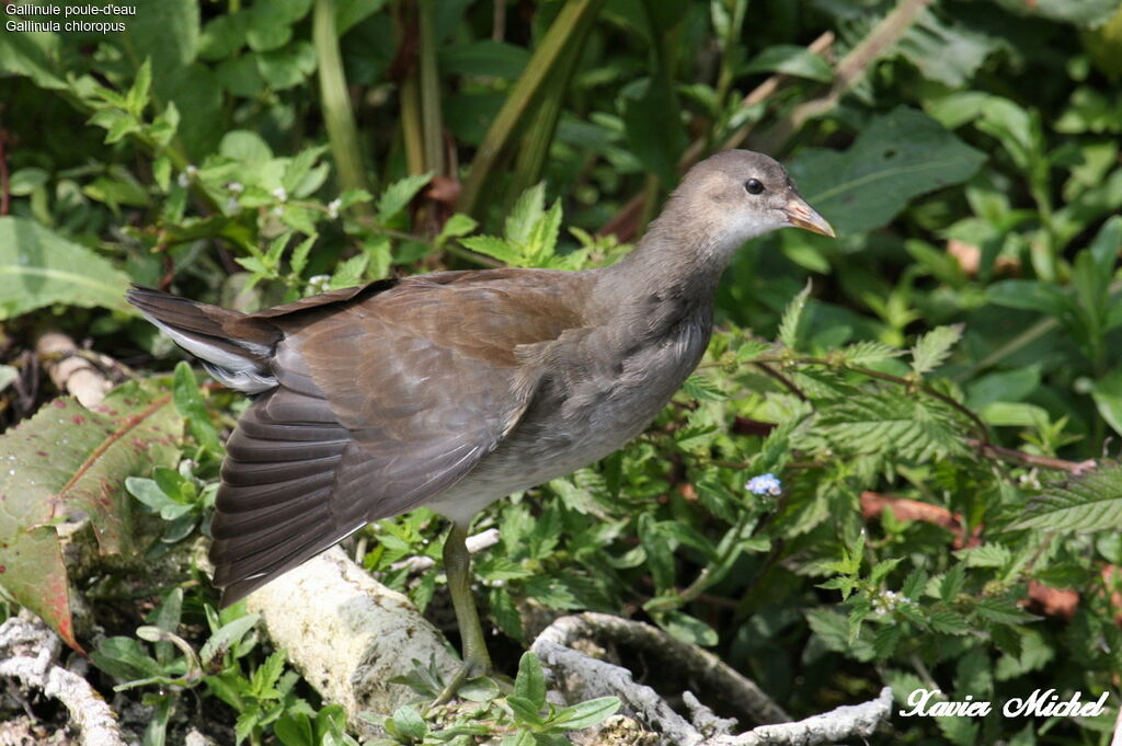 Gallinule poule-d'eau1ère année