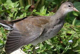 Gallinule poule-d'eau