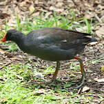 Gallinule sombre