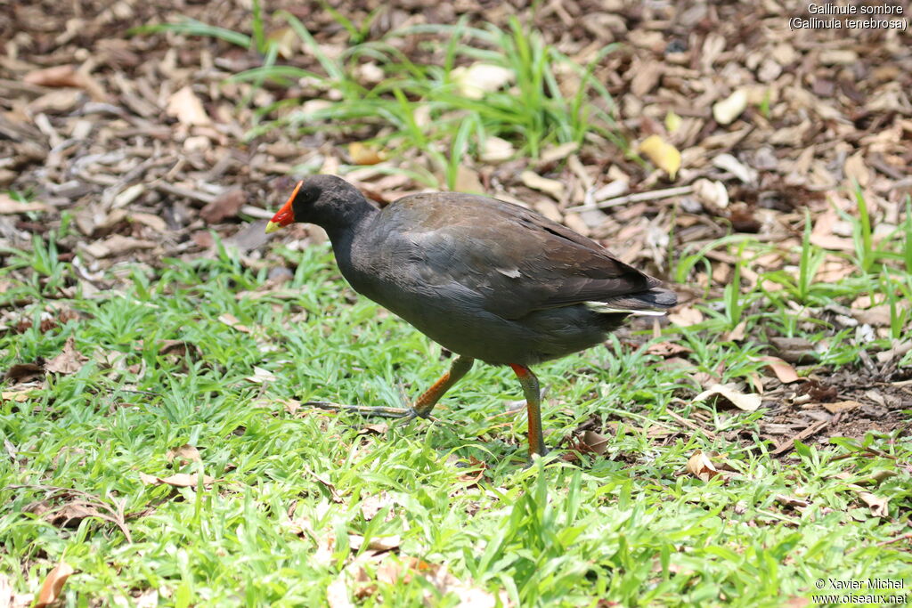 Gallinule sombreadulte