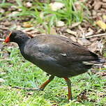 Gallinule sombre