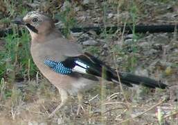 Eurasian Jay