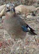 Eurasian Jay