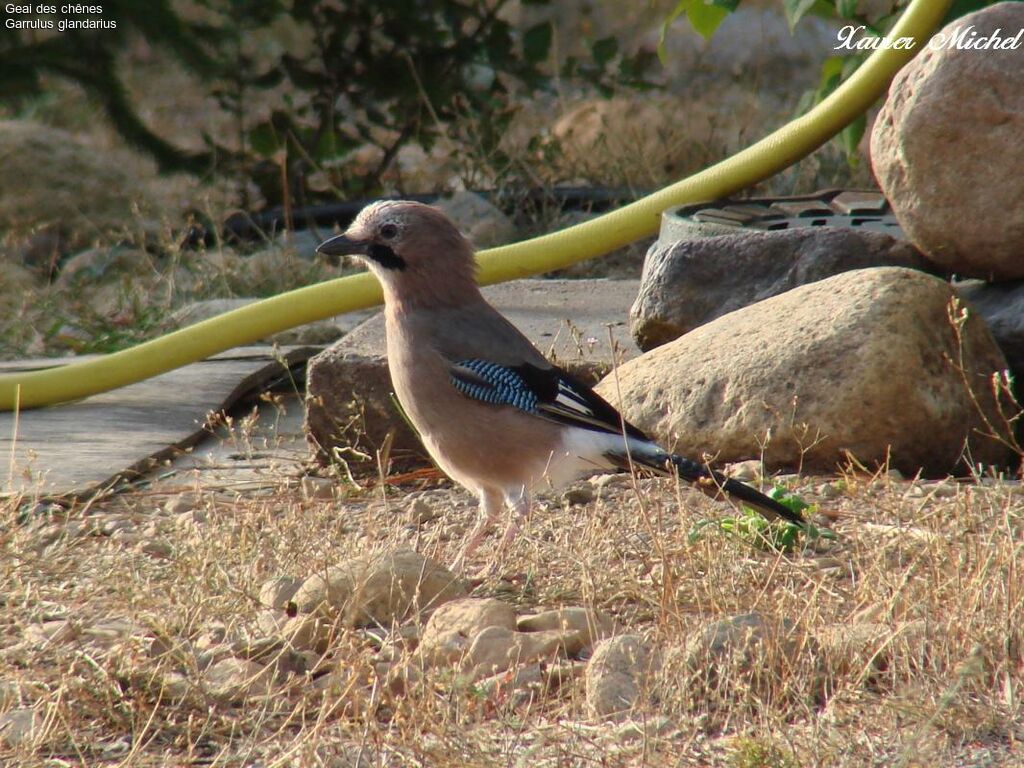 Eurasian Jay