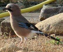 Eurasian Jay