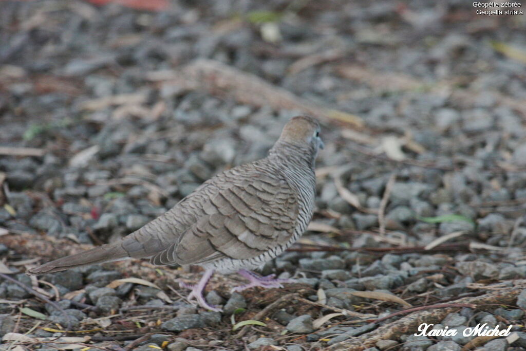 Géopélie zébrée, identification