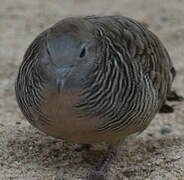 Zebra Dove