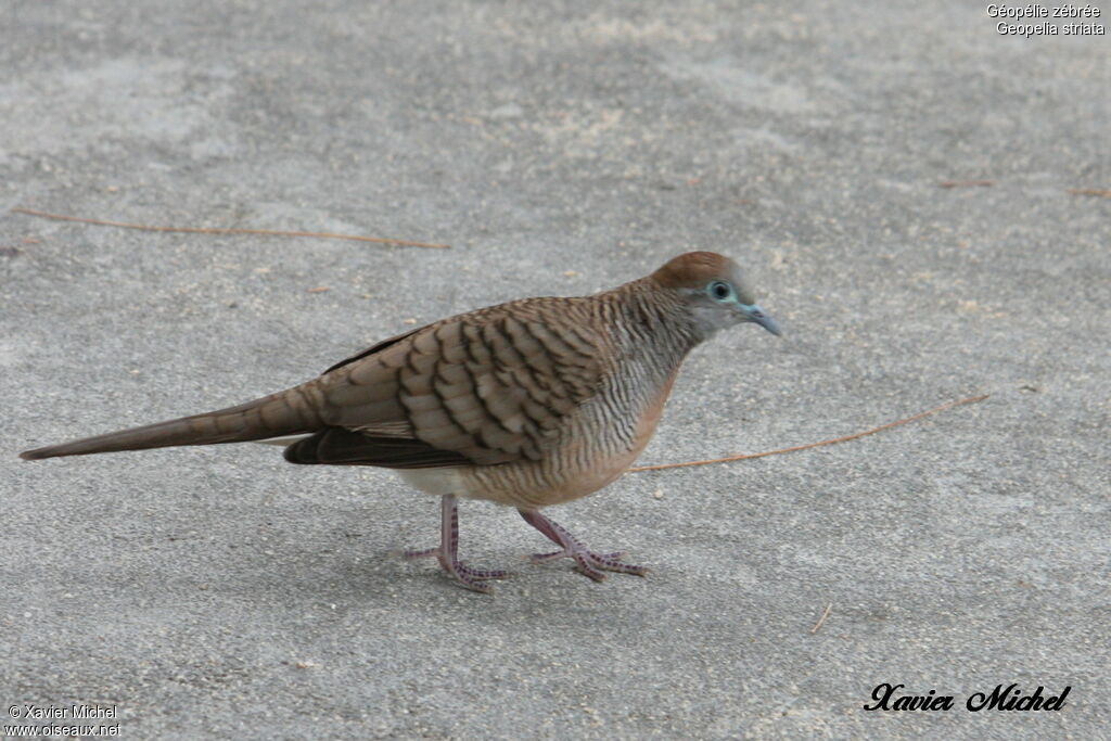 Géopélie zébrée, identification