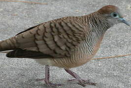 Zebra Dove