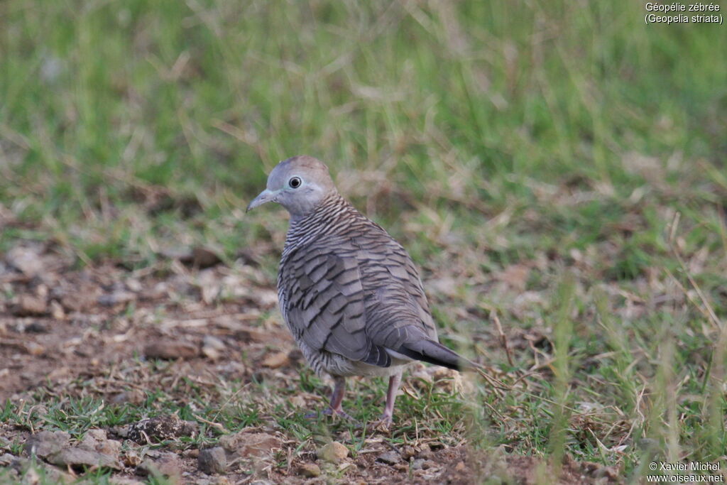 Zebra Doveadult, identification