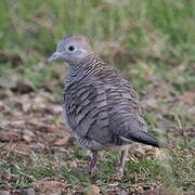 Zebra Dove