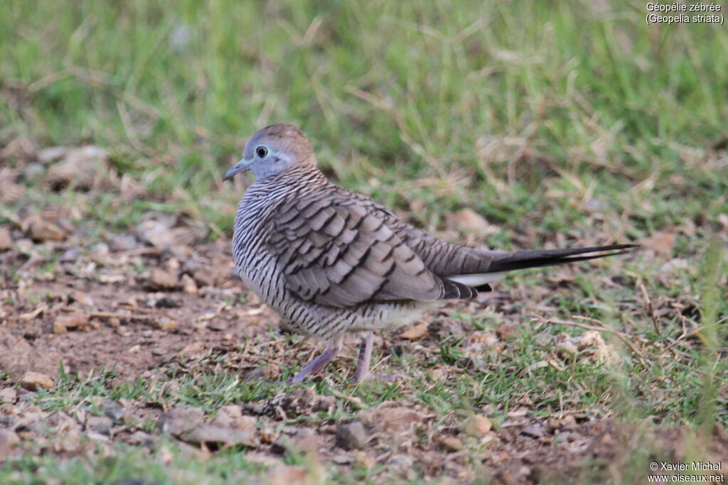 Zebra Dove