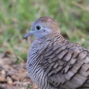 Zebra Dove