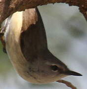 Fan-tailed Gerygone