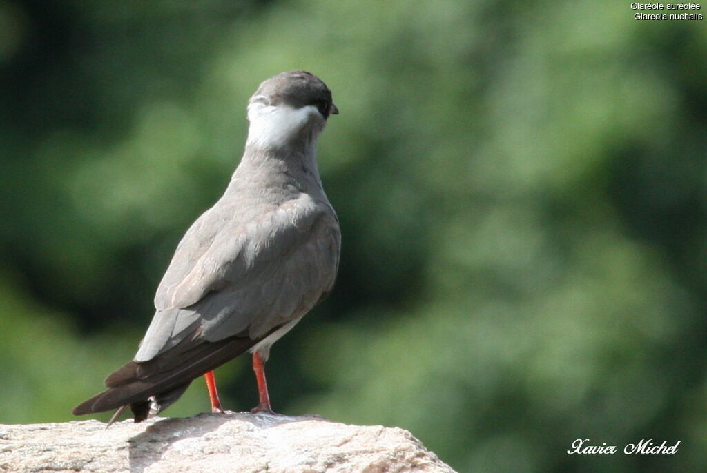 Rock Pratincole