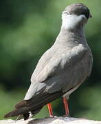 Rock Pratincole