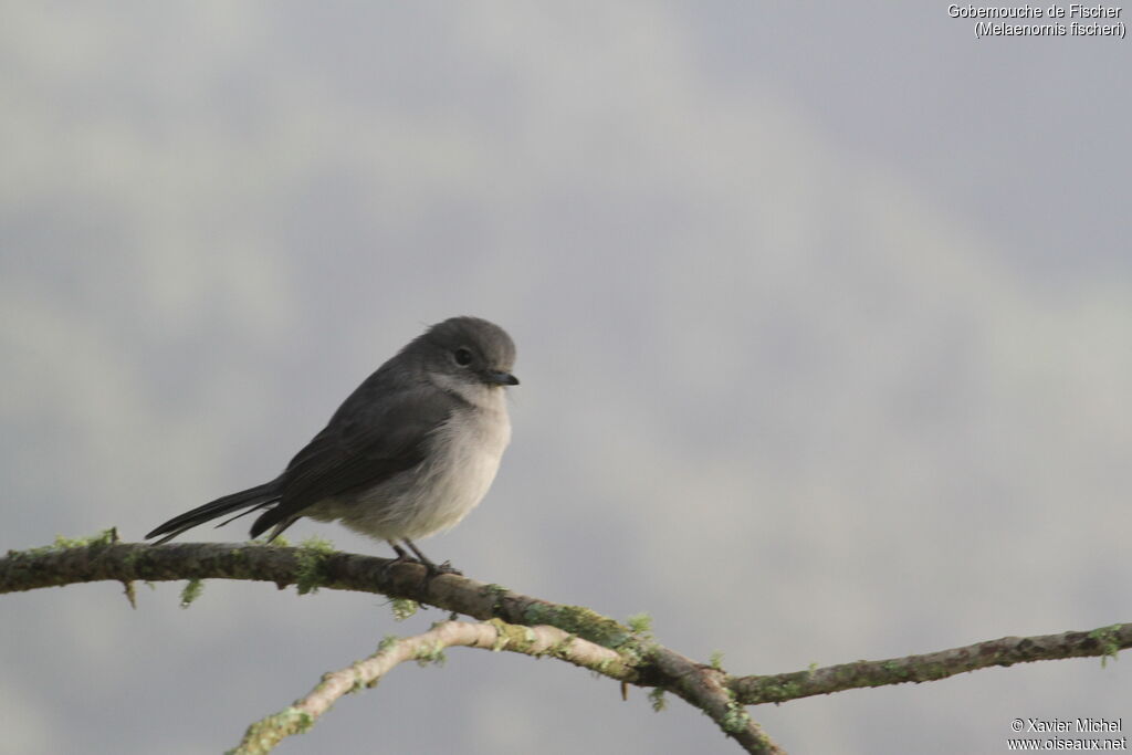 White-eyed Slaty Flycatcheradult