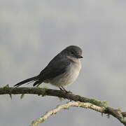 White-eyed Slaty Flycatcher