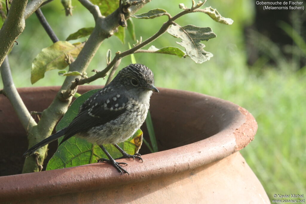 White-eyed Slaty Flycatcherjuvenile