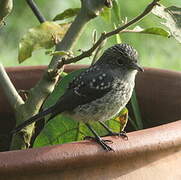 White-eyed Slaty Flycatcher