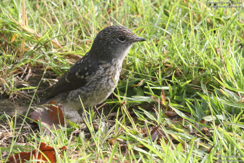 White-eyed Slaty Flycatcherjuvenile