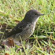 White-eyed Slaty Flycatcher