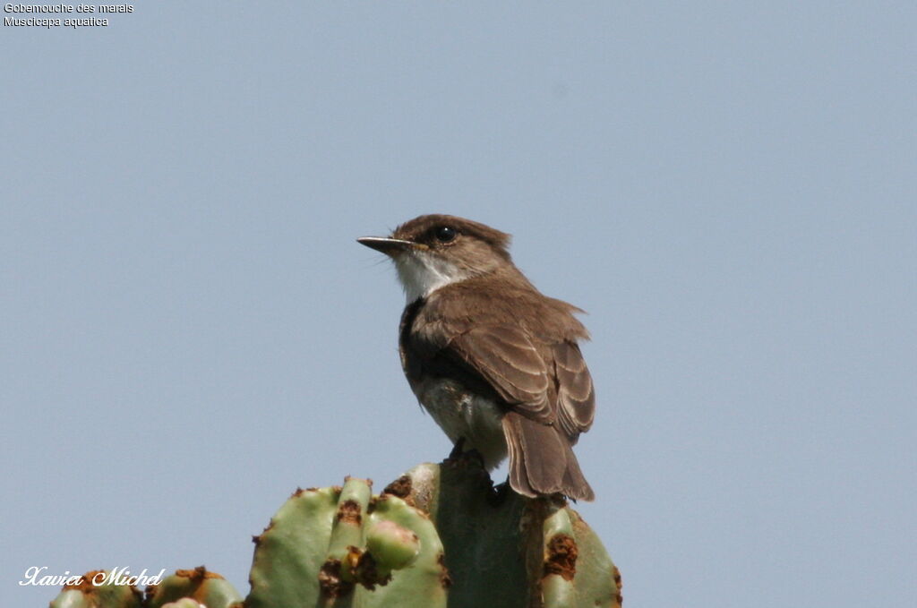 Swamp Flycatcher