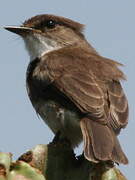 Swamp Flycatcher