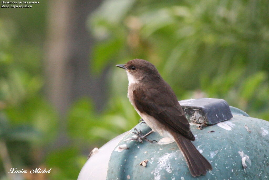 Swamp Flycatcher