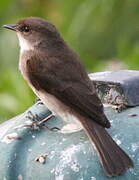 Swamp Flycatcher